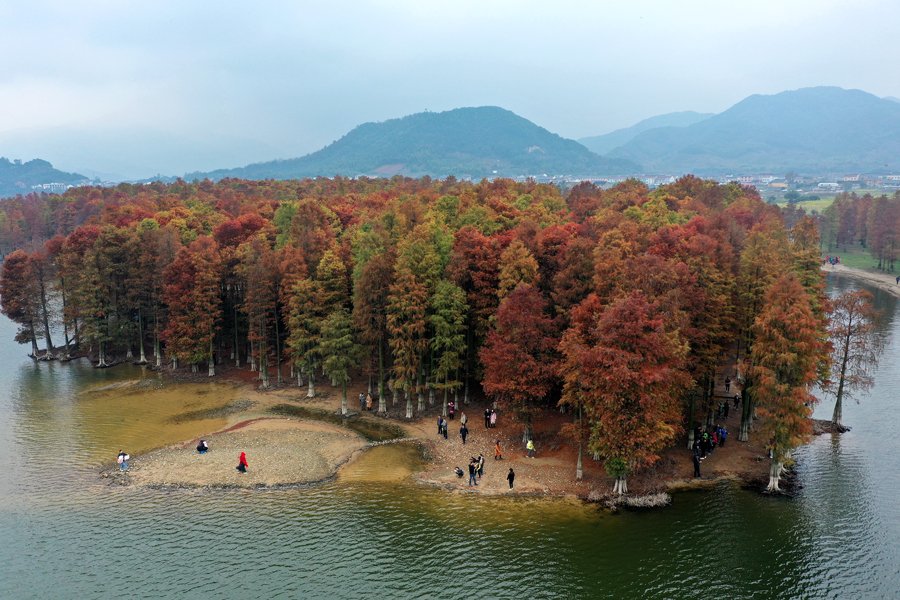 2020年11月29日，浙江省宁波余姚市四明湖畔的池杉逐渐泛红，多彩的湿地美景吸引了远近游客前来赏景打卡。